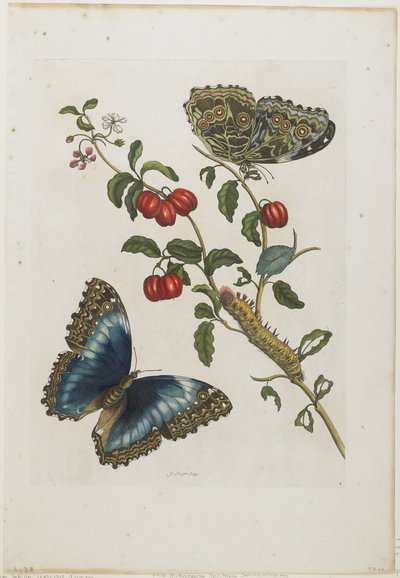 Great Blue Butterflies and Red Fruits, 1705-71 by Maria Sibylla Merian